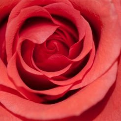 Rose de Saint-Valentin
