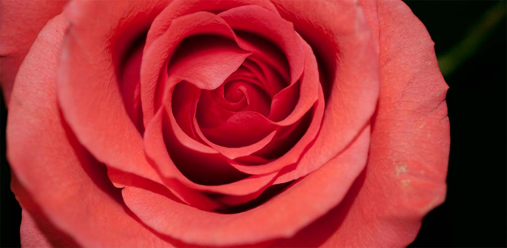 Rose de Saint-Valentin